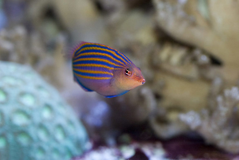 What Is The Coolest Saltwater Aquarium Fish Hygger