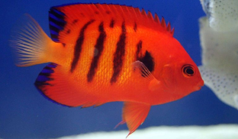 Prettiest Saltwater Reef Tank Fish Hygger