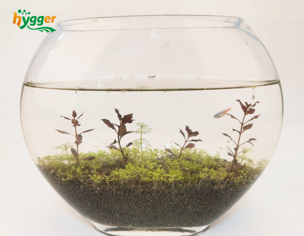 Creative Fish Bowl Upcycling Ideas Hygger