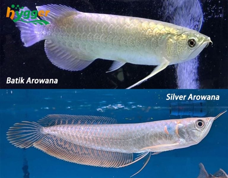 Fish Profiles Arowana Fish Distribution And Types