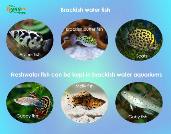 How To Care For Brackish Water Fish Hygger