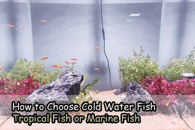 How to choose aquarium fish