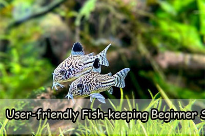 User-friendly Fish-keeping Beginner Set