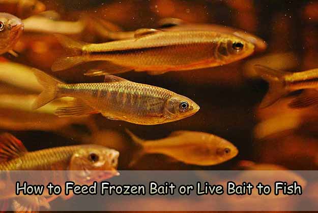 How to Feed Frozen Bait or Live Bait to Fish