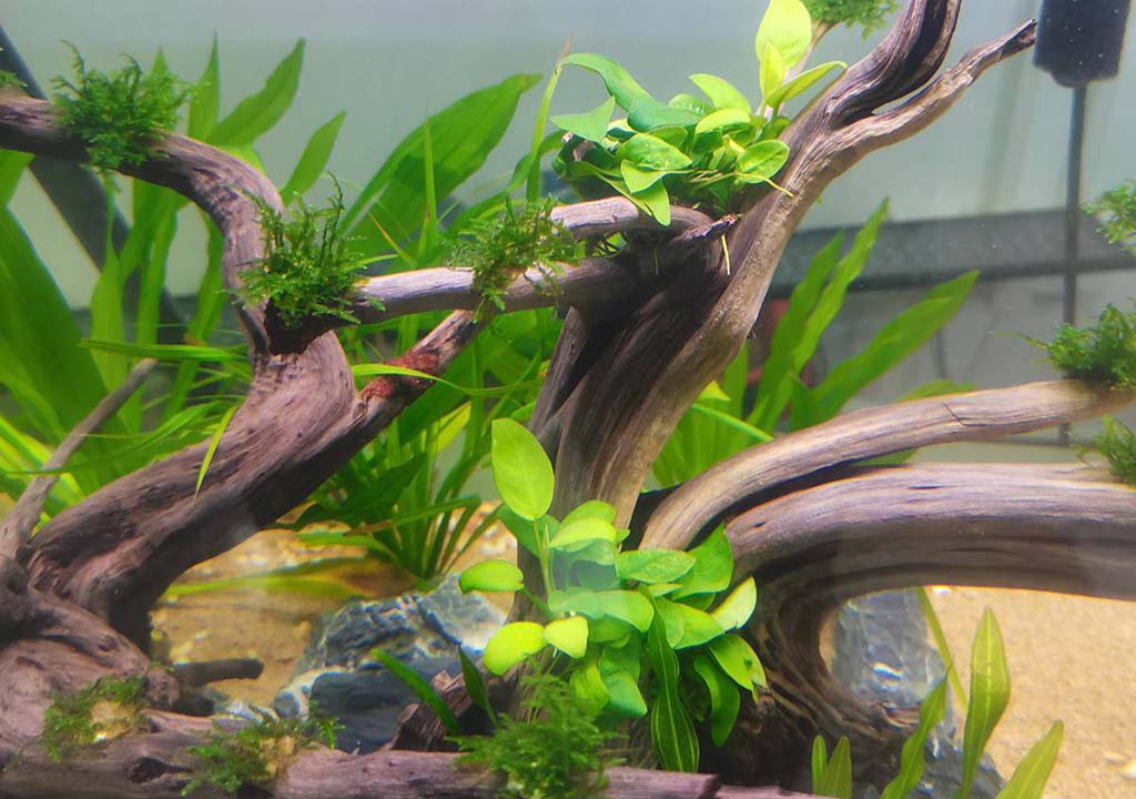 driftwood in aquarium