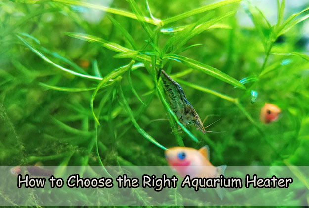 How to Choose the Right Aquarium Heater