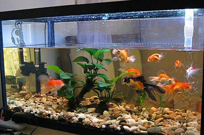 Set up An Aquarium for Aquatic Plants