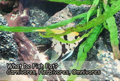 What Do Carnivores Fish Eat?