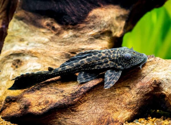 Why Pleco dies - Causes of Pleco's Death - hygger