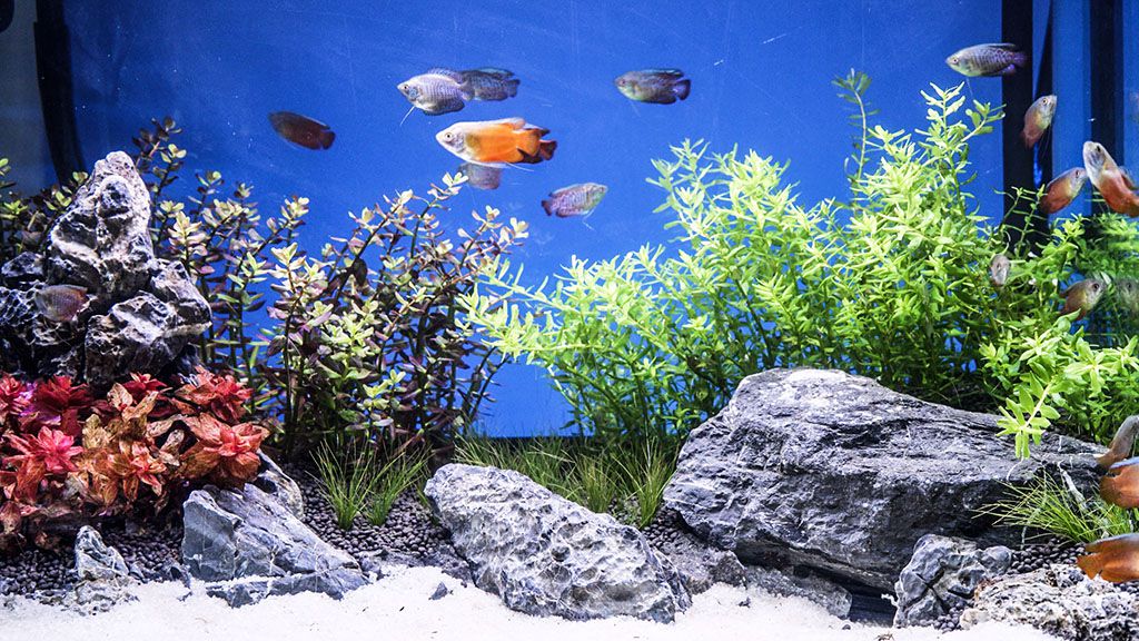 Write Guest Post for Hygger Aquarium