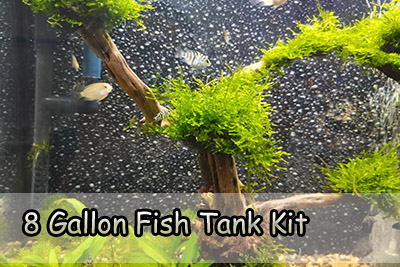 fish tank for starter