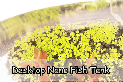 nano fish tank