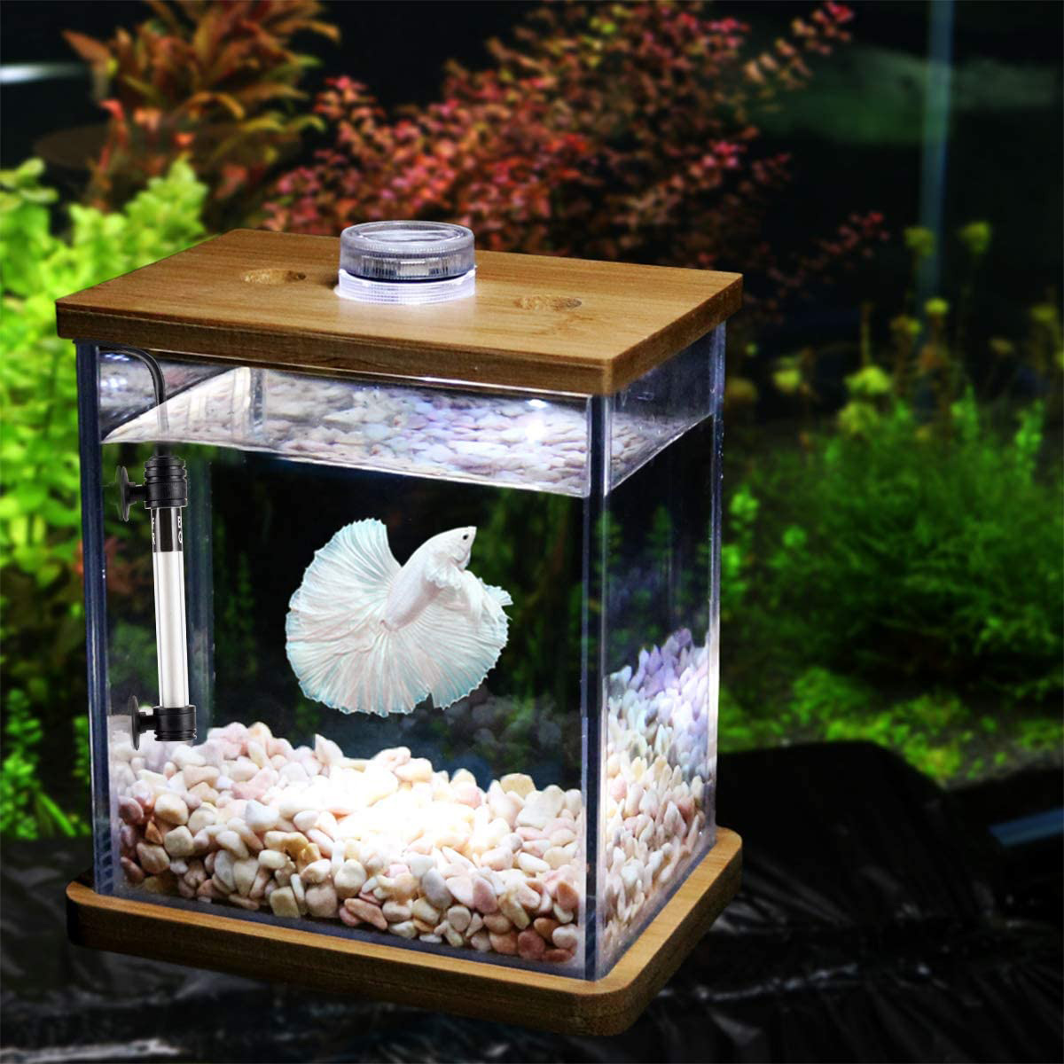 AQUARIUM - 5 1/2 gallon glass aquarium with filter and accessories