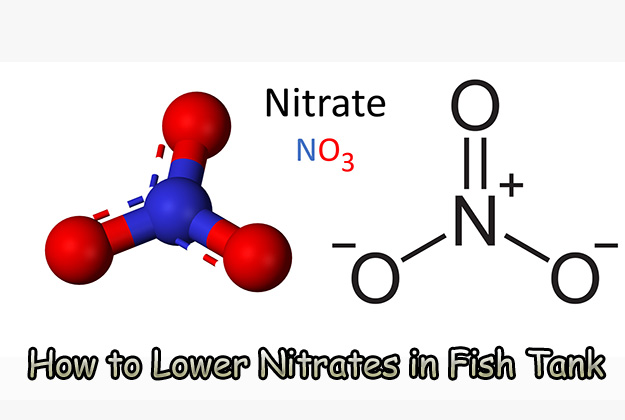 How to Lower Nitrates in Fish Tank