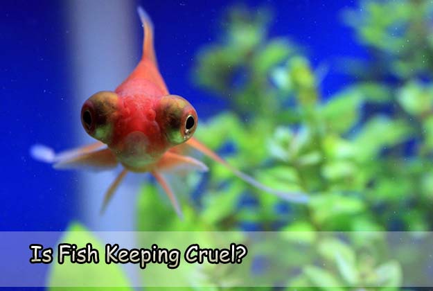 Is Fish Keeping Cruel? Anything We Could Do While Keeping Fish?