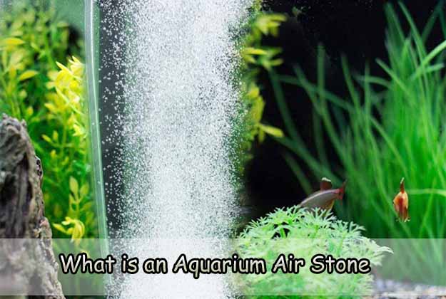 What is an Aquarium Air Stone