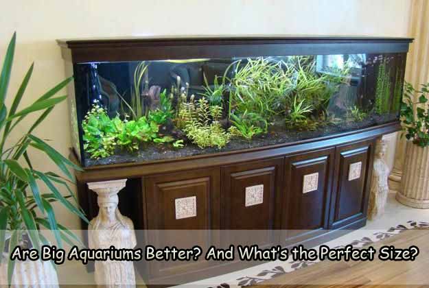 Are Big Aquariums Better? And What’s the Perfect Size?