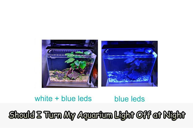 Should I Turn My Aquarium Light Off at Night