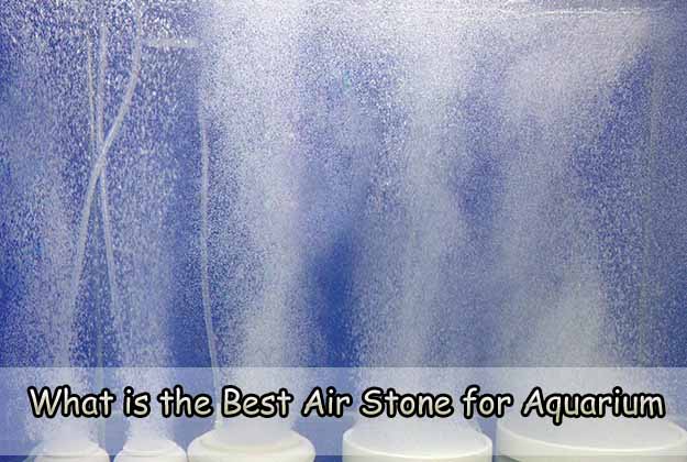 What is the Best Air Stone for Aquarium