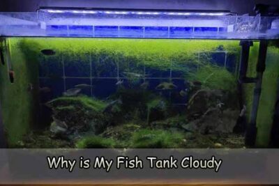Why is My Fish Tank Cloudy