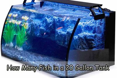 How Many Fish in a 20 Gallon Tank
