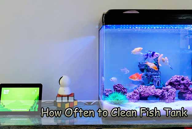 How Often to Clean Fish Tank