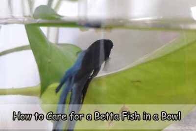 How to Care for a Betta Fish in a Bowl