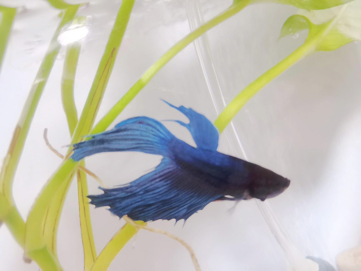 How to Care for a Betta Fish in a Bowl - hygger