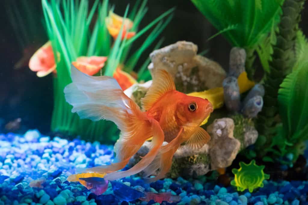 Heat up Fish Tank Water Quickly