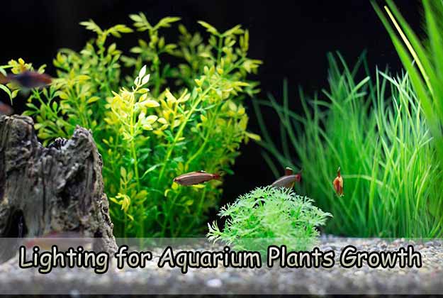 Lighting for Aquarium Plants Growth