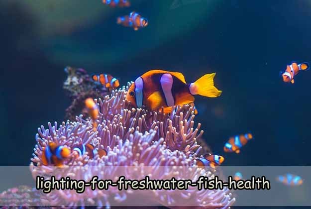 Lighting for Freshwater Fish Health