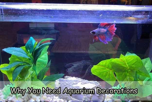 Why You Need Aquarium Decorations