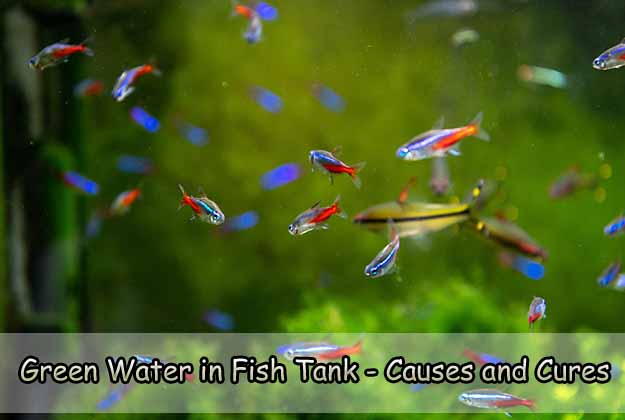 Green Water in Fish Tank – Causes and Cures