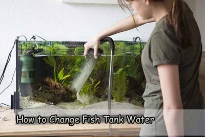 How to Change Fish Tank Water