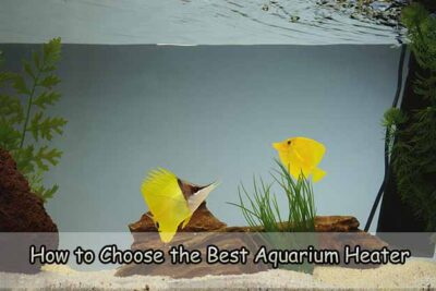 How to Choose the Best Aquarium Heater