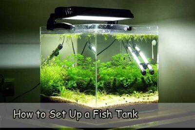 How to Set Up a Fish Tank