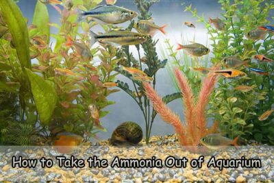 How to Take the Ammonia Out of Aquarium