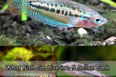 What Fish Can Live in a 5 Gallon Tank