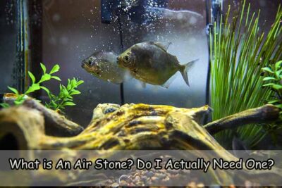 What is An Air Stone? Do I Actually Need One?