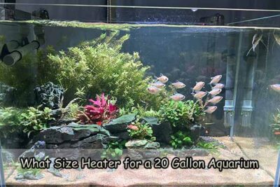 What Size Heater for a 20 Gallon Aquarium