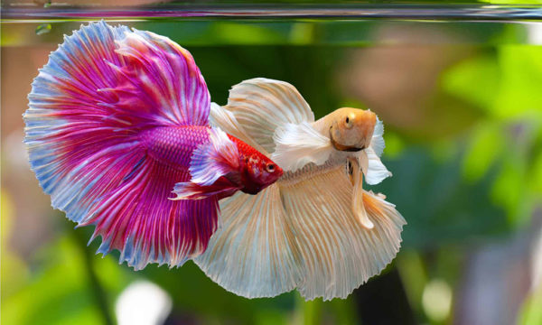 What Fish Can Go with a Betta in a Fish Tank - hygger