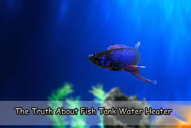 The Truth About Fish Tank Water Heater