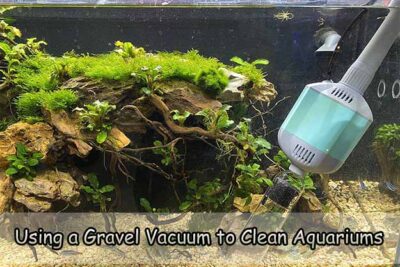 Using a Gravel Vacuum to Clean Aquariums