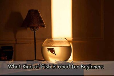 What Kind of Fish is Good for Beginners