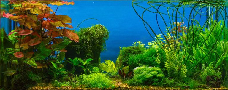 Choosing Best Planted Aquarium Light - hygger