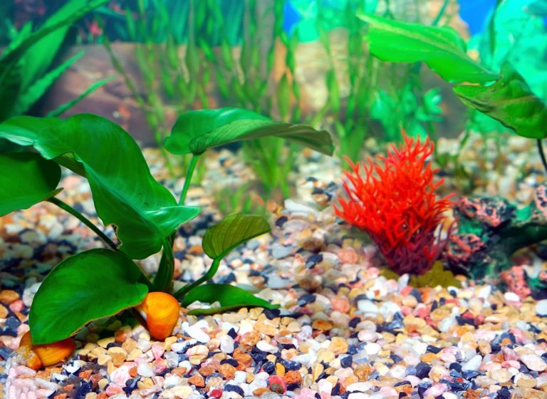Choosing Best Planted Aquarium Light hygger