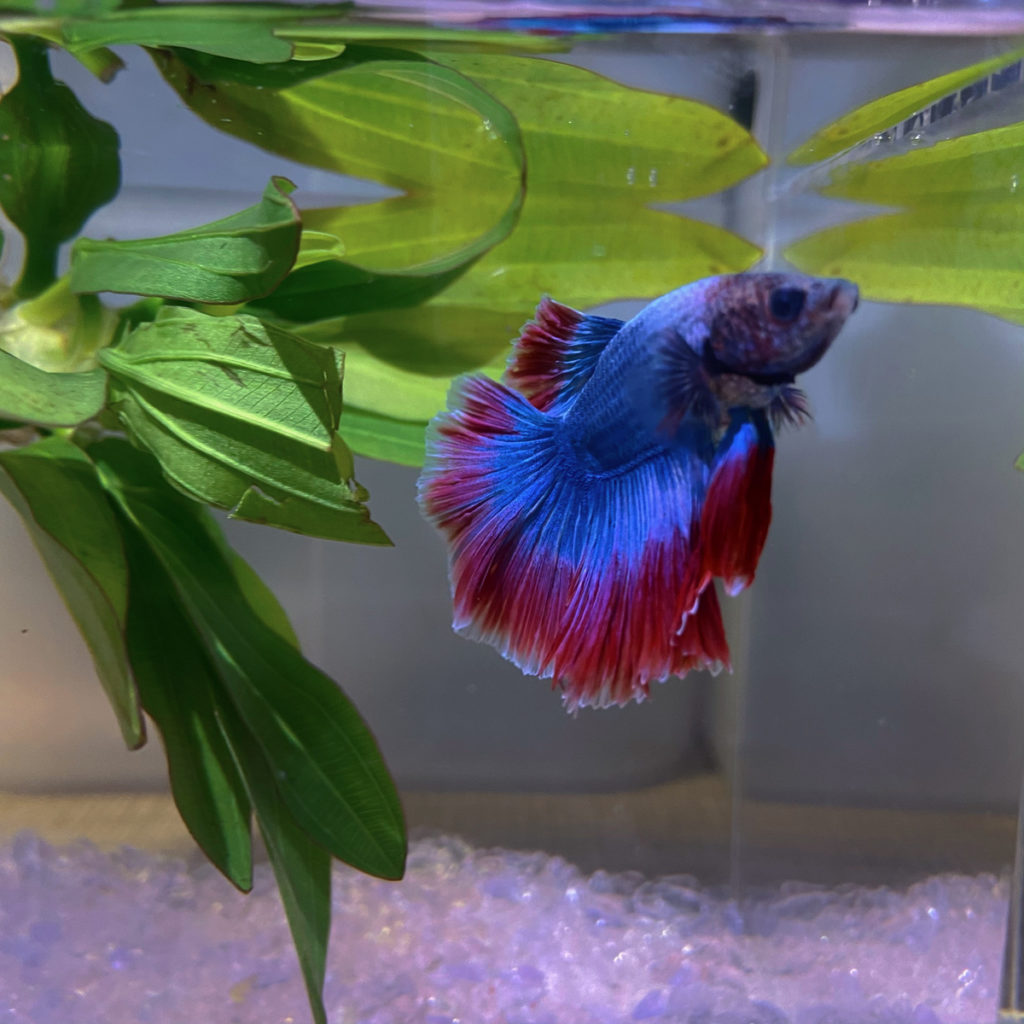 How to Train Betta Fish to Flare - hygger