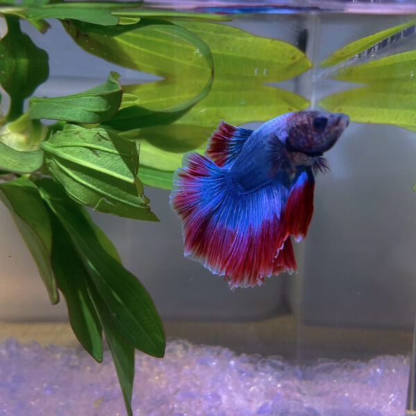 How To Train Betta Fish To Flare - Hygger