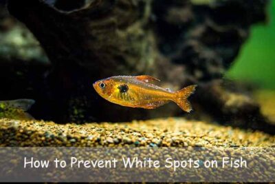 How to Prevent White Spots on Fish