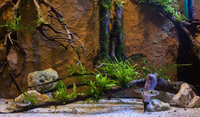 Good Choices from Plants to Rocks for Aquascape - hygger